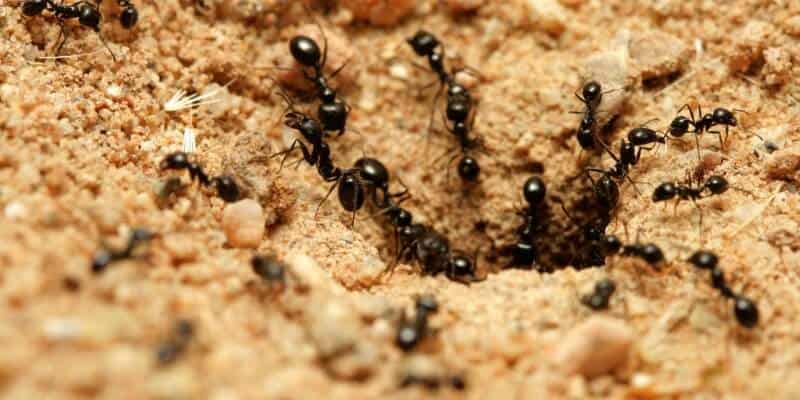 how to treat ant beds and ant bites naturally feature